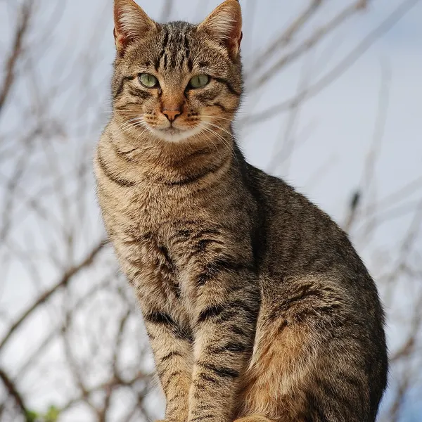 Tabby cat original