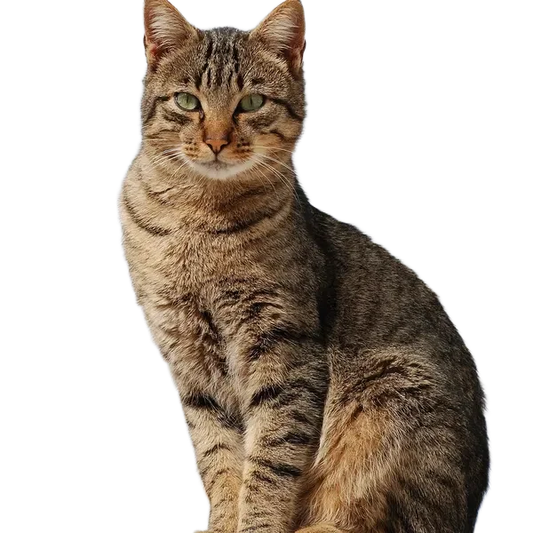 Tabby cat after background remover, generated by AI